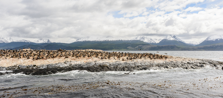 Polar ducks on the rock, Beagle Channelの写真素材