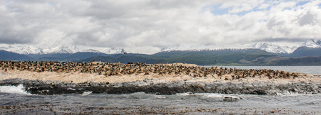 Polar ducks on the rock, Beagle Channelの写真素材