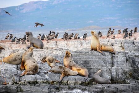 Group of the sea lions on the rock, Beagle Channelの写真素材