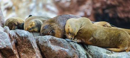 Group of South American sea lions sleep over the rock in Ballestas Islands, Peru, South Americaの写真素材