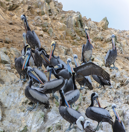 Flock of pelicans over the rocks of the Ballestas Islands, Peru, South Americaの写真素材