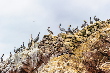 Flock of pelicans, Peru, South Americaの写真素材