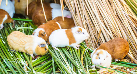 Cavy, Guinea pigsの写真素材