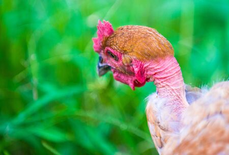 Unfeathered hen head
