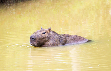 Capybara (Hydrochoerus hydrochaeris), the largest rodent in the world,jumps out of the waterの写真素材