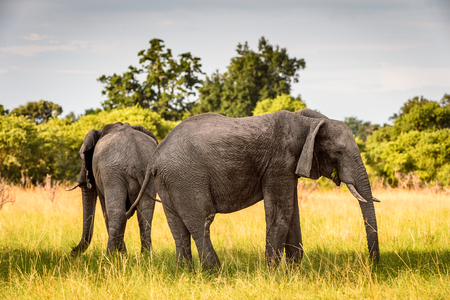 Couple of Elephants in the Moremi Game Reserve (Okavango River Delta), National Park, Botswanaの写真素材