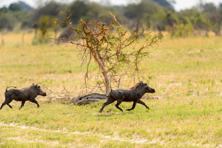 Wild boars running in the Moremi Game Reserve (Okavango River Delta), National Park, Botswanaの写真素材