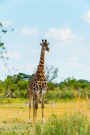 Giraffe portrait in the Moremi Game Reserve (Okavango River Delta), National Park, Botswanaの写真素材