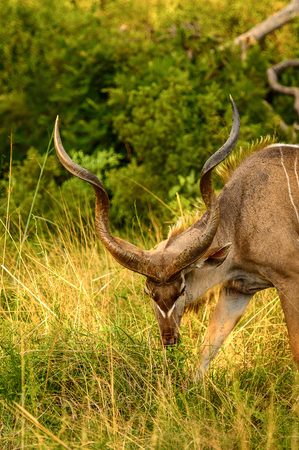Antelope Kudu in the Moremi Game Reserve (Okavango River Delta), National Park, Botswanaの写真素材