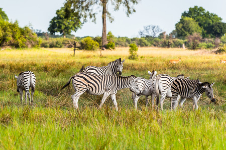 Zebras flock in the Moremi Game Reserve (Okavango River Delta), National Park, Botswanaの写真素材