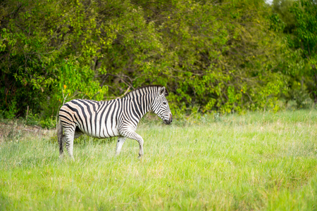 Zebra walks on the grass in the Moremi Game Reserve (Okavango River Delta), National Park, Botswanaの写真素材