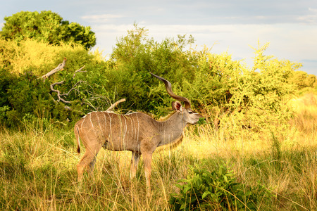 Antelope Kudu in the Moremi Game Reserve (Okavango River Delta), National Park, Botswanaの写真素材