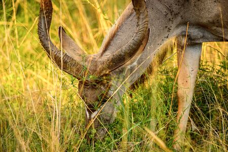 Antelope Kudu in the Moremi Game Reserve (Okavango River Delta), National Park, Botswanaの写真素材