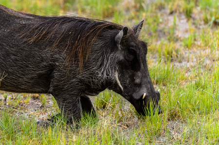Close view of a Wild boar in the Moremi Game Reserve (Okavango River Delta), National Park, Botswanaの写真素材