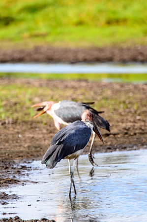 Marabou Stork at the Moremi Game Reserve (Okavango River Delta), National Park, Botswanaの写真素材