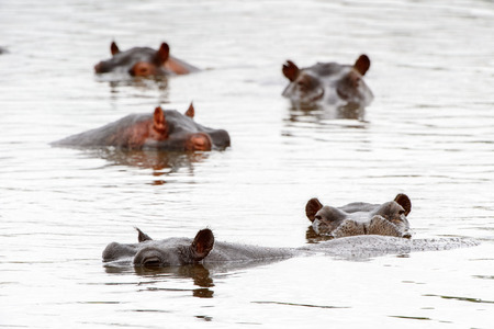 Hippopotamus, in the Moremi Game Reserve (Okavango River Delta), National Park, Botswanaの写真素材