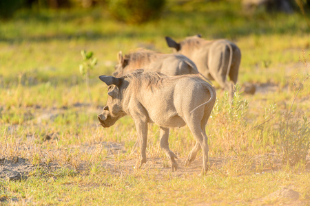Wild boar in the Moremi Game Reserve (Okavango River Delta), National Park, Botswanaの写真素材