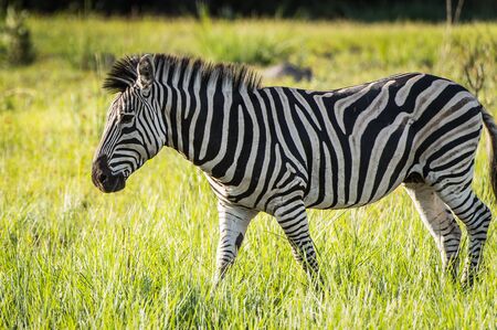 Zebra in the Moremi Game Reserve (Okavango River Delta), National Park, Botswanaの写真素材