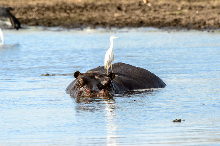 Hippopotamus in the lake with birds on his back, in the Moremi Game Reserve (Okavango River Delta), National Park, Botswanaの写真素材