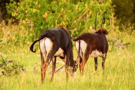 Antelope walks on the grass in the Moremi Game Reserve (Okavango River Delta), National Park, Botswanaの写真素材