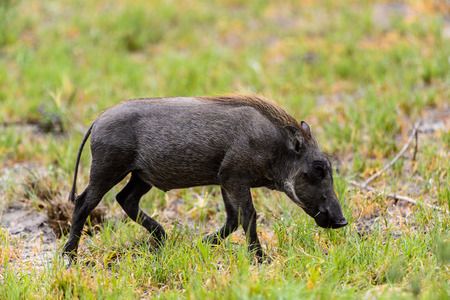 Wild boar eats grass in the Moremi Game Reserve (Okavango River Delta), National Park, Botswanaの写真素材