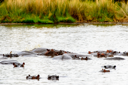 Hippopotamus, in the Moremi Game Reserve (Okavango River Delta), National Park, Botswanaの写真素材