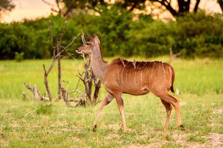 Deer looks on the camera in the Moremi Game Reserve (Okavango River Delta), National Park, Botswanaの写真素材