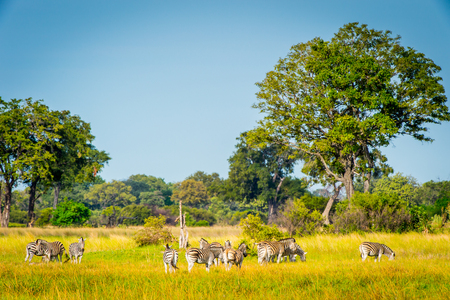 Zebra in the Moremi Game Reserve (Okavango River Delta), National Park, Botswanaの写真素材