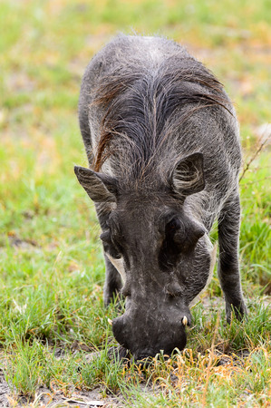 Wild boar eats grass in the Moremi Game Reserve (Okavango River Delta), National Park, Botswanaの写真素材
