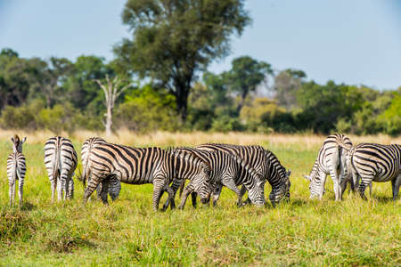 Zebras flock in the Moremi Game Reserve (Okavango River Delta), National Park, Botswanaの写真素材