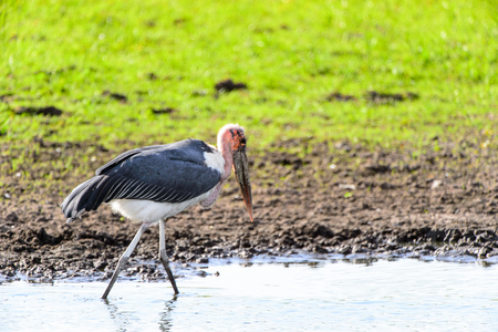Marabou Stork at the Moremi Game Reserve (Okavango River Delta), National Park, Botswanaの写真素材
