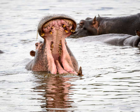 Hippopotamus with open mouth in the Moremi Game Reserve (Okavango River Delta), National Park, Botswanaの写真素材