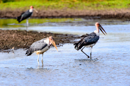 Marabou Stork at the Moremi Game Reserve (Okavango River Delta), National Park, Botswanaの写真素材