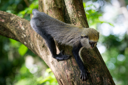 Cute Ghanaian Monkey (Cercopithecus mona) on a treeの写真素材