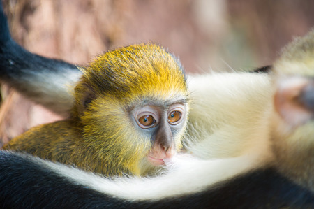 Cercopithecus mona, Ghanaian monkeys little baby cubの写真素材
