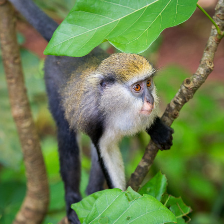 Little Monkey (Cercopithecus mona) on a tree in Ghanaの写真素材