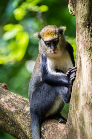 Cute Monkey (Cercopithecus mona) on a tree in Ghana