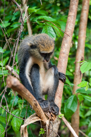 Monkey (Cercopithecus mona) jumps on the tree in Ghana