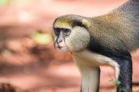 Cercopithecus mona, Ghanaian monkey close up