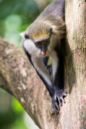 Cute Ghanaian Monkey (Cercopithecus mona) on a tree