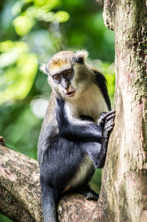 Cute Monkey (Cercopithecus mona) on a tree in Ghanaの写真素材