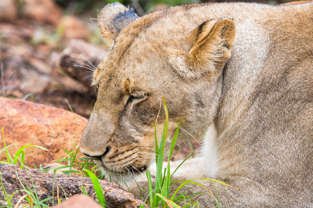 Close view of a lioness in Zimbabwe, Africa
