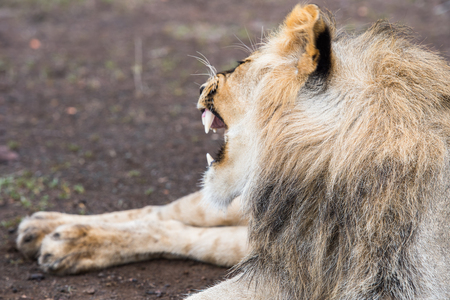Lion is about to sleep in Zimbabwe, Africaの写真素材