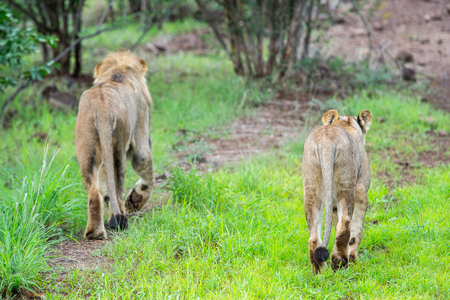 Lion in Zimbabwe, Africaの写真素材