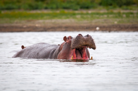 Portrait of a hippoの写真素材