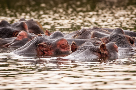 Group of hippos in the water in Kenya, Africaの写真素材