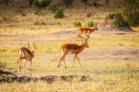 Antelopes in Kenya, Africaの写真素材