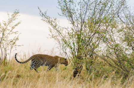 Cheetah walks gorgeously over the savannaの写真素材
