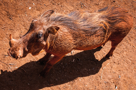 Wild hog in Kenya, Africaの写真素材