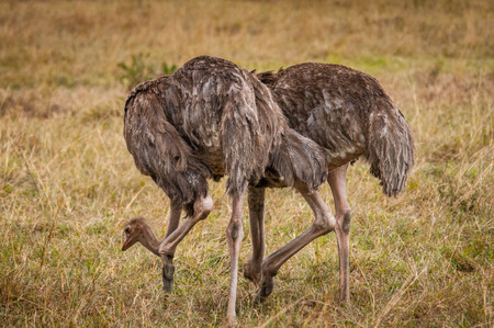 Ostriches in Kenyaの写真素材